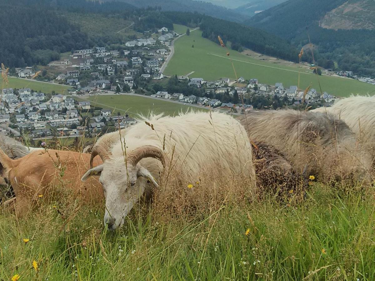 Ferienwohnung Mohnwiese Und Blumenwiese Willingen  Εξωτερικό φωτογραφία