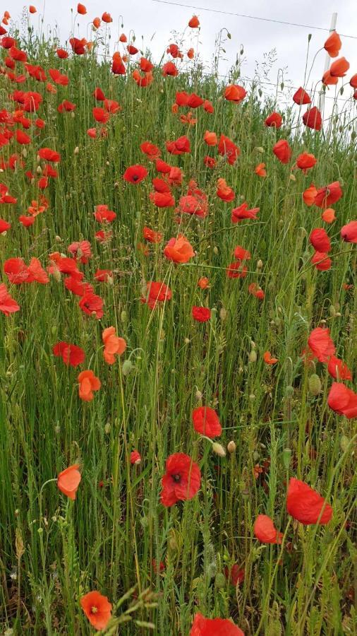 Ferienwohnung Mohnwiese Und Blumenwiese Willingen  Εξωτερικό φωτογραφία